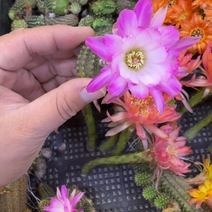 228白檀特鲁迪3个无根侧牙小，20包邮