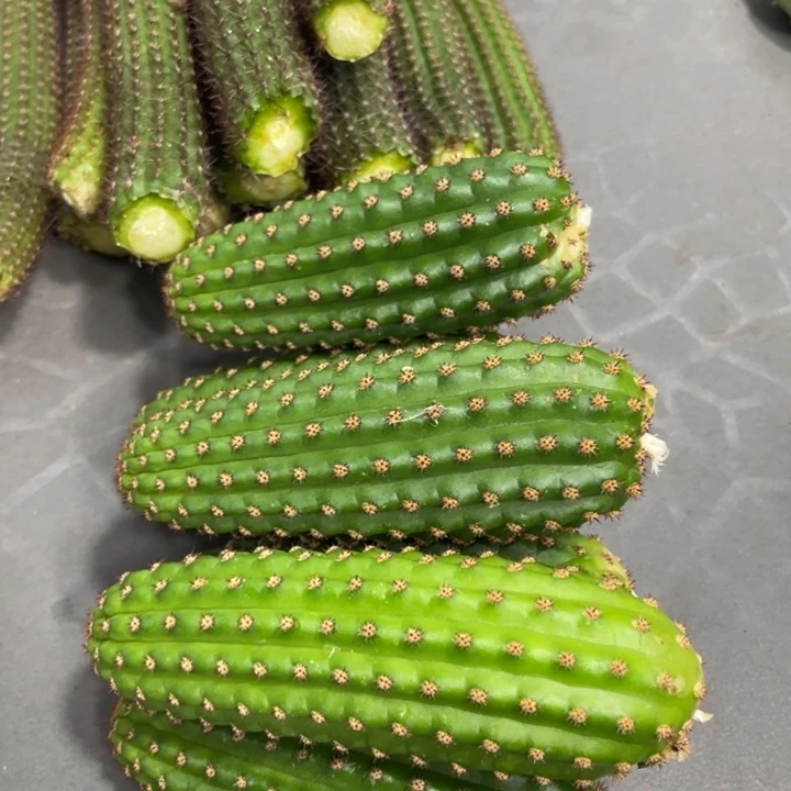 进口金妞金4侧芽一个