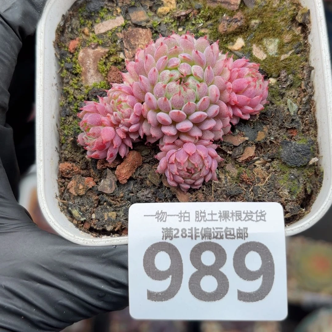 小红衣无盆土发货