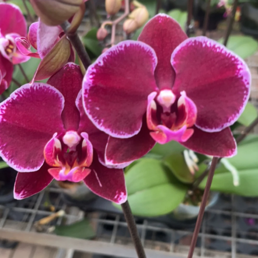 蝴蝶兰 蒙彼利埃 带花带花苞