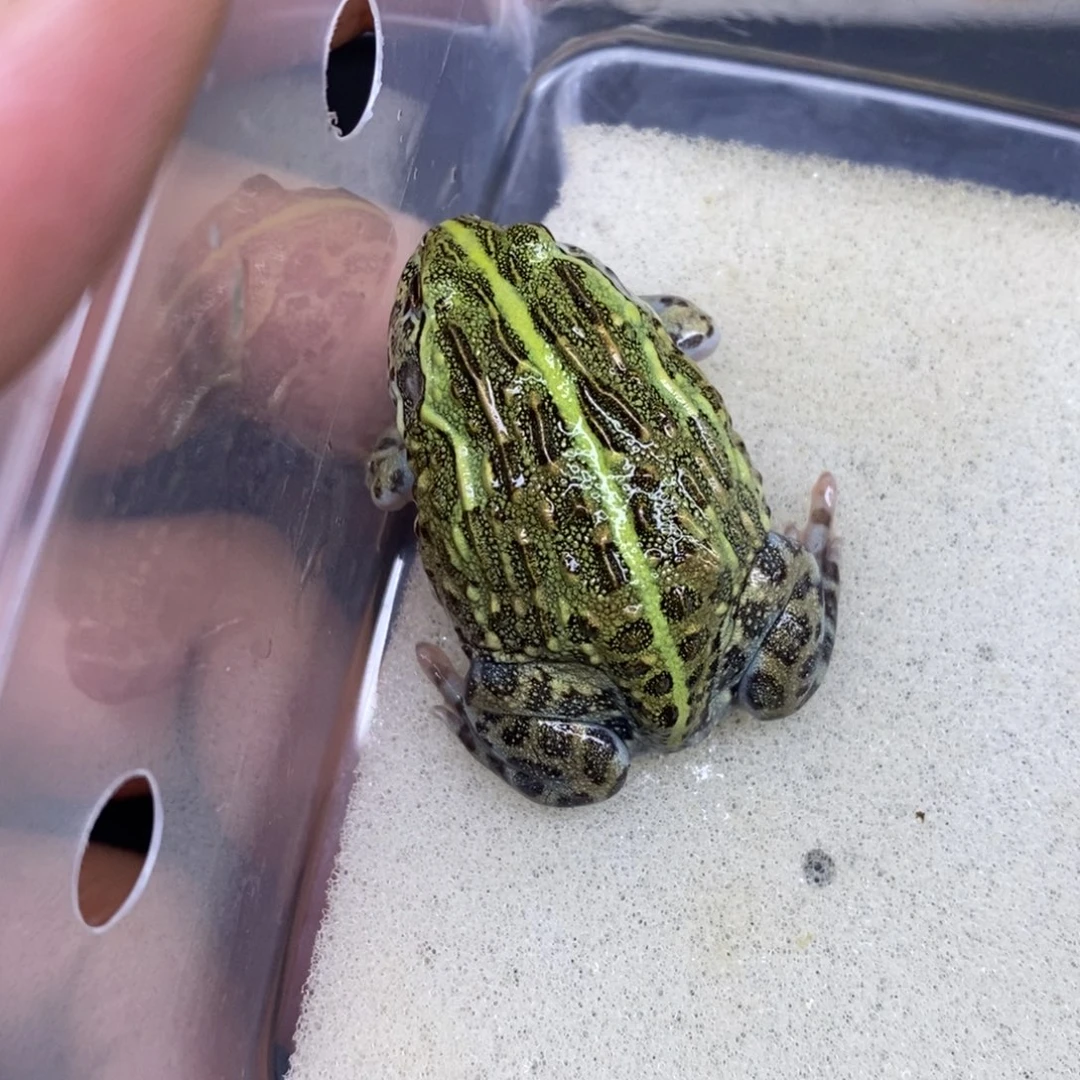 角蛙非洲牛蛙编号871