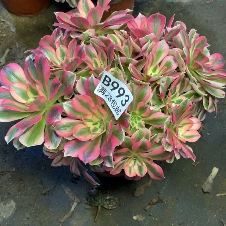 女巫多肉断头不包993