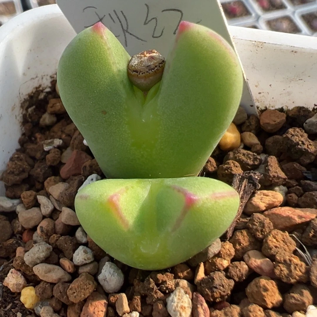 ?****?63多肉植物百科知识