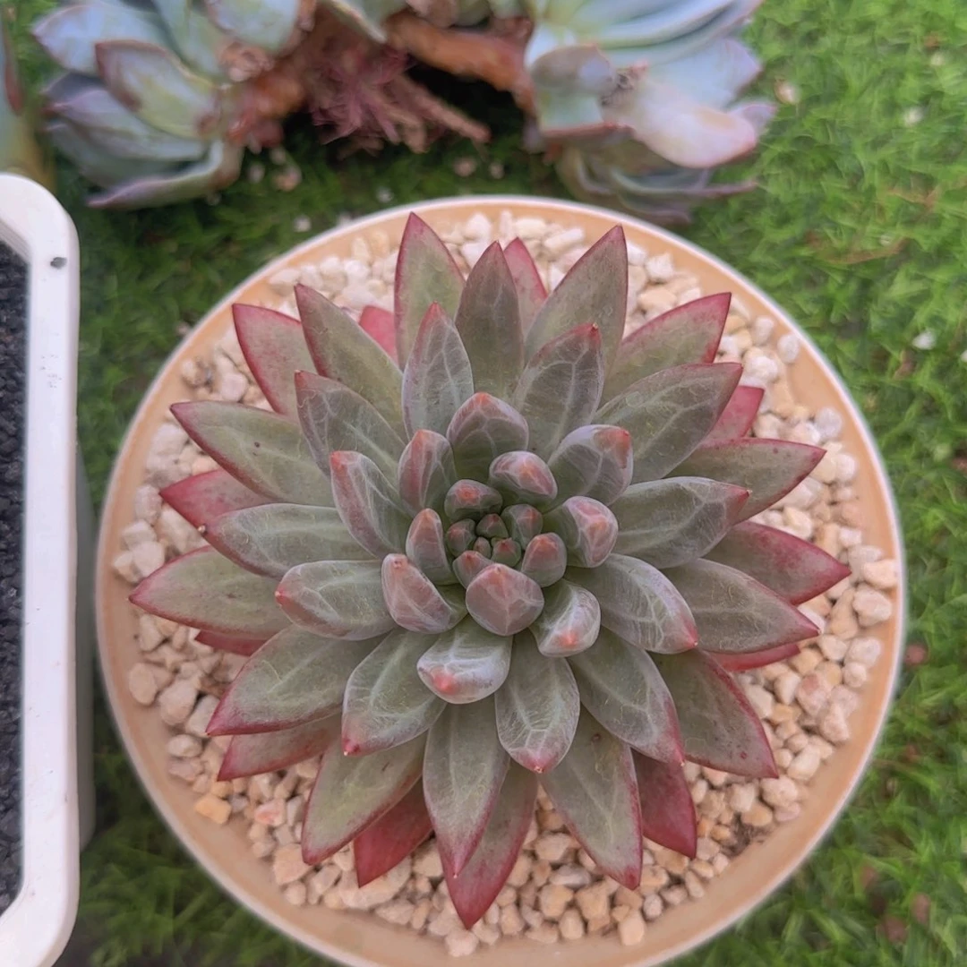 不开花植物正版羽毛纹虞美人多肉植物