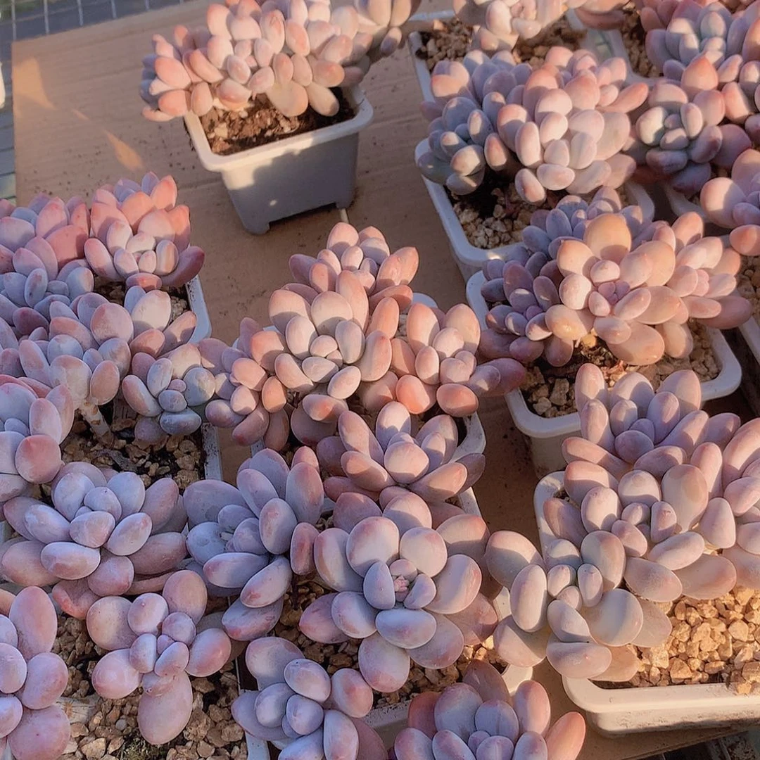 老庄香水群3467788990000