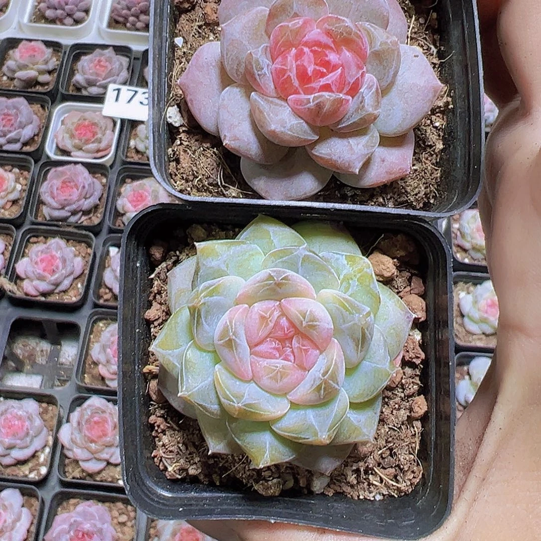 钻石冰魄组合2盆19包邮