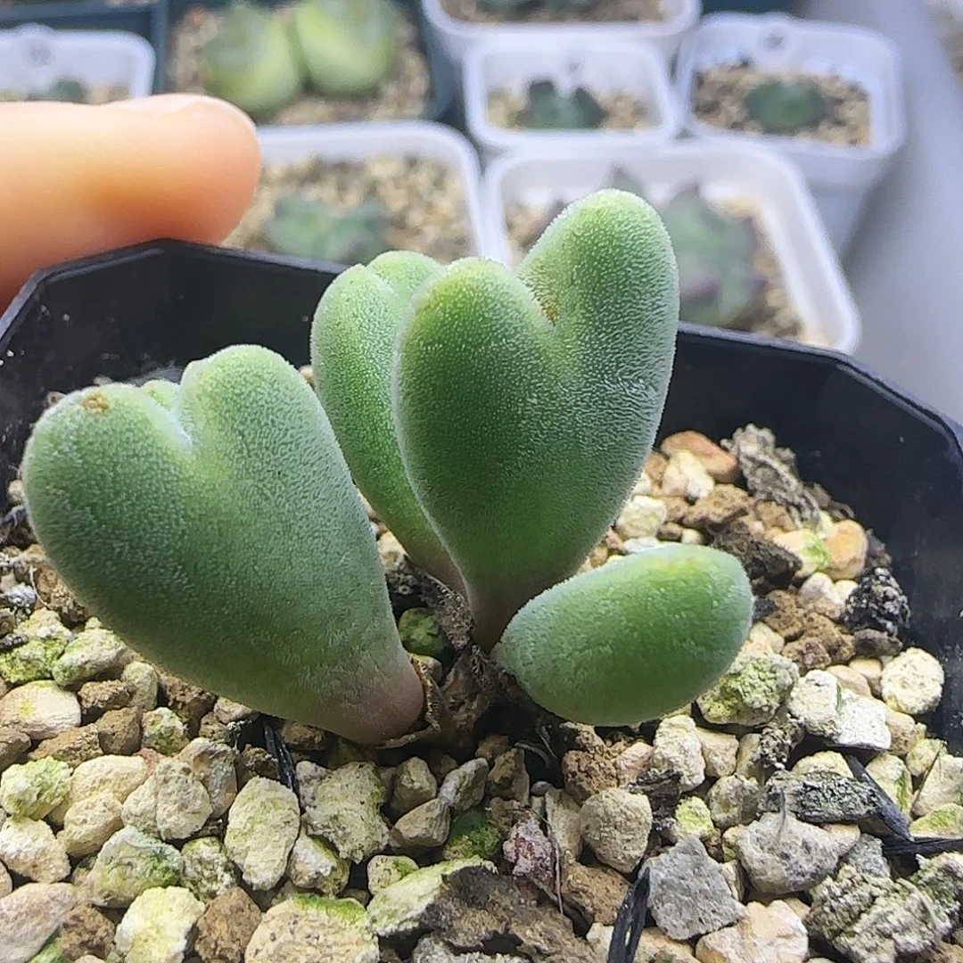 2465毛少将五头群生