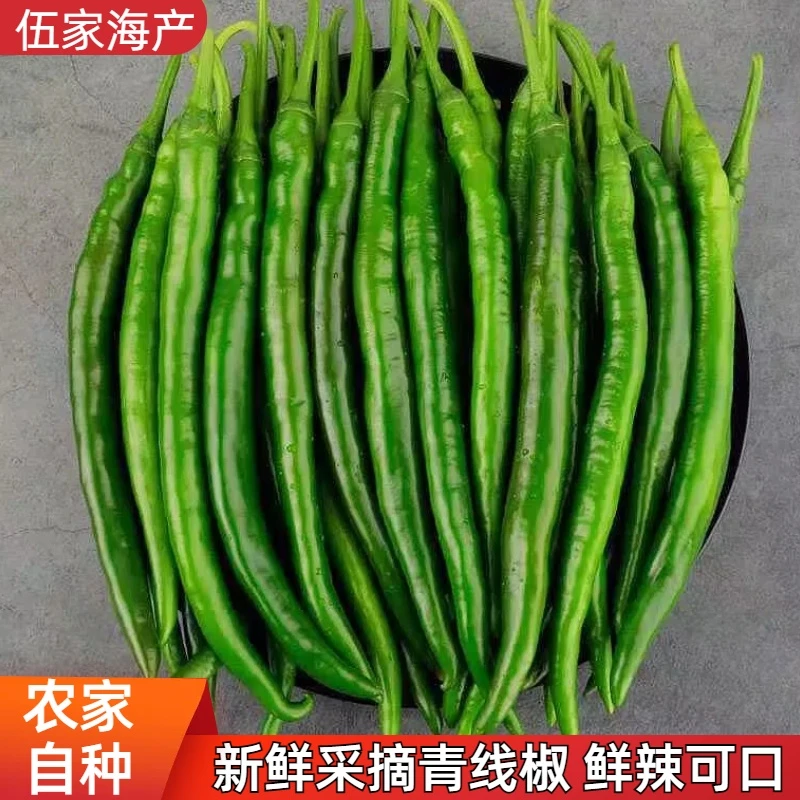 辣椒8号线椒农家蔬菜现摘现发新鲜辣椒香辣二荆条椒青辣椒长线椒