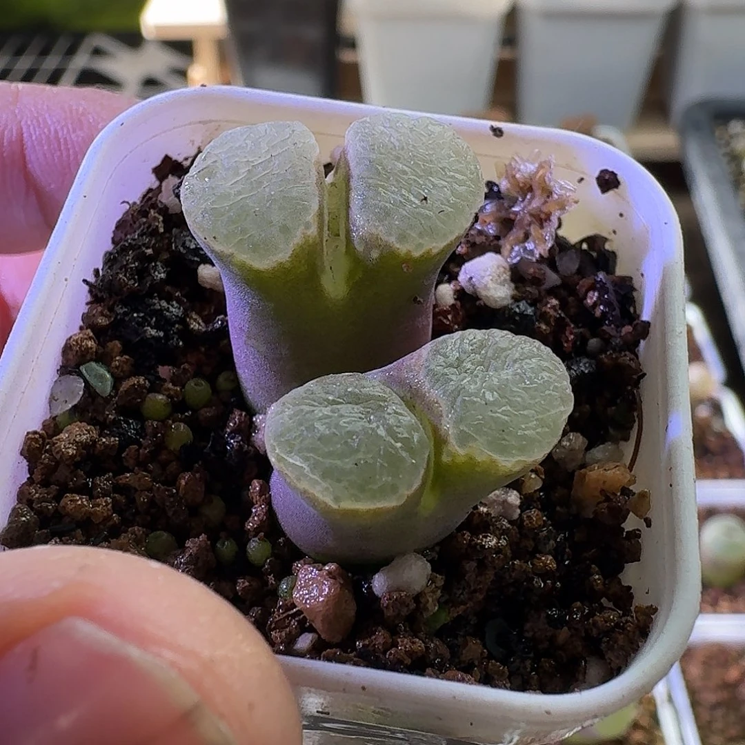 2457星辰风铃玉哈哈哈哈