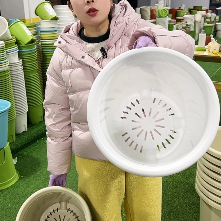 微瑕7号四季口33高33混色6只无托