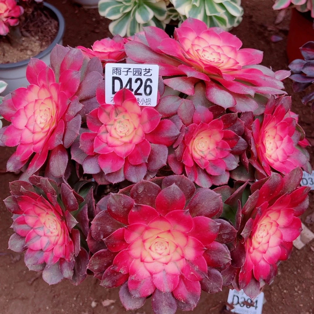 426荔枝雨子多肉植物