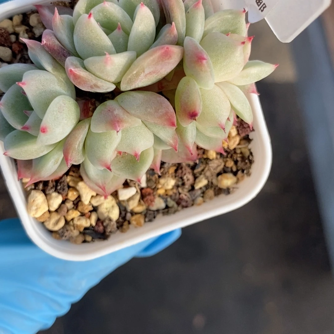 泠**丶99东篱下多肉植物盆栽
