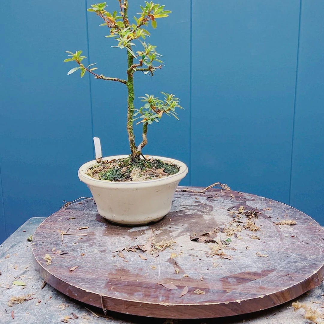 盆景皋月杜鹃6844美**丽