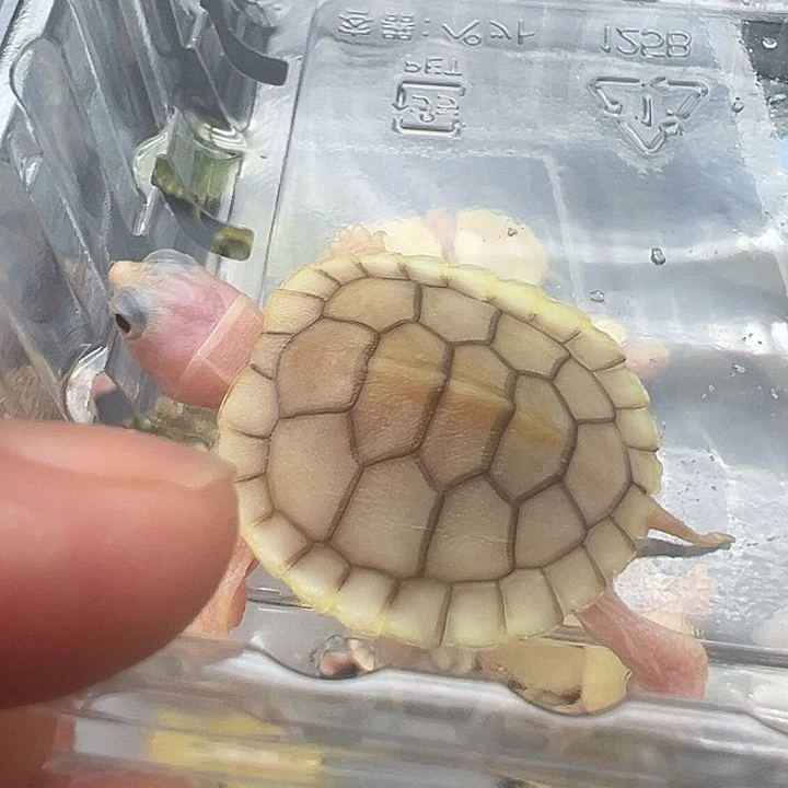 母绿毛龟奶焦1111