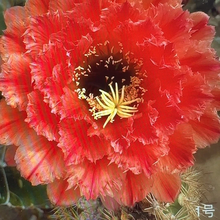 清一侧芽5公分毛花柱仙人球