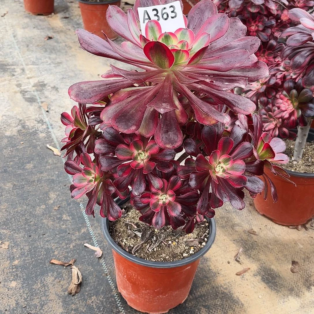 多肉植物丽娜363多肉