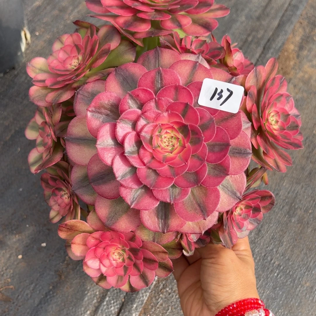 137荔枝有瑕疵多肉多肉多肉