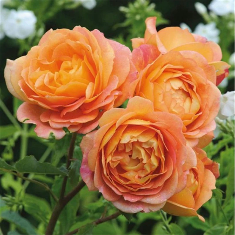 Y夏洛特夫人-爬墙月季爬藤植物藤本月季大花浓香花苗阳台庭院