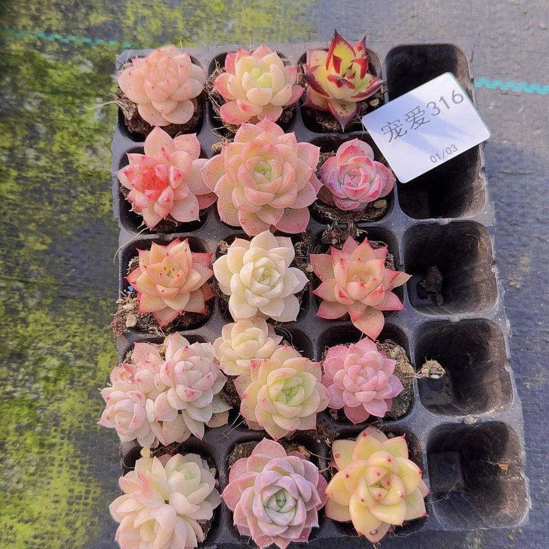 直播福利一物一拍316