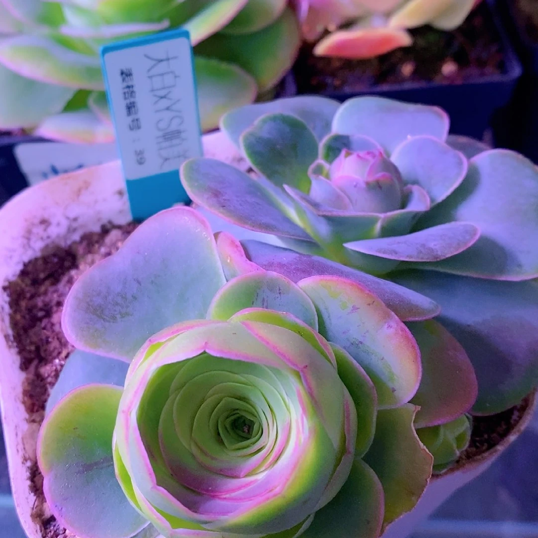 山地玫瑰大白帕美0012