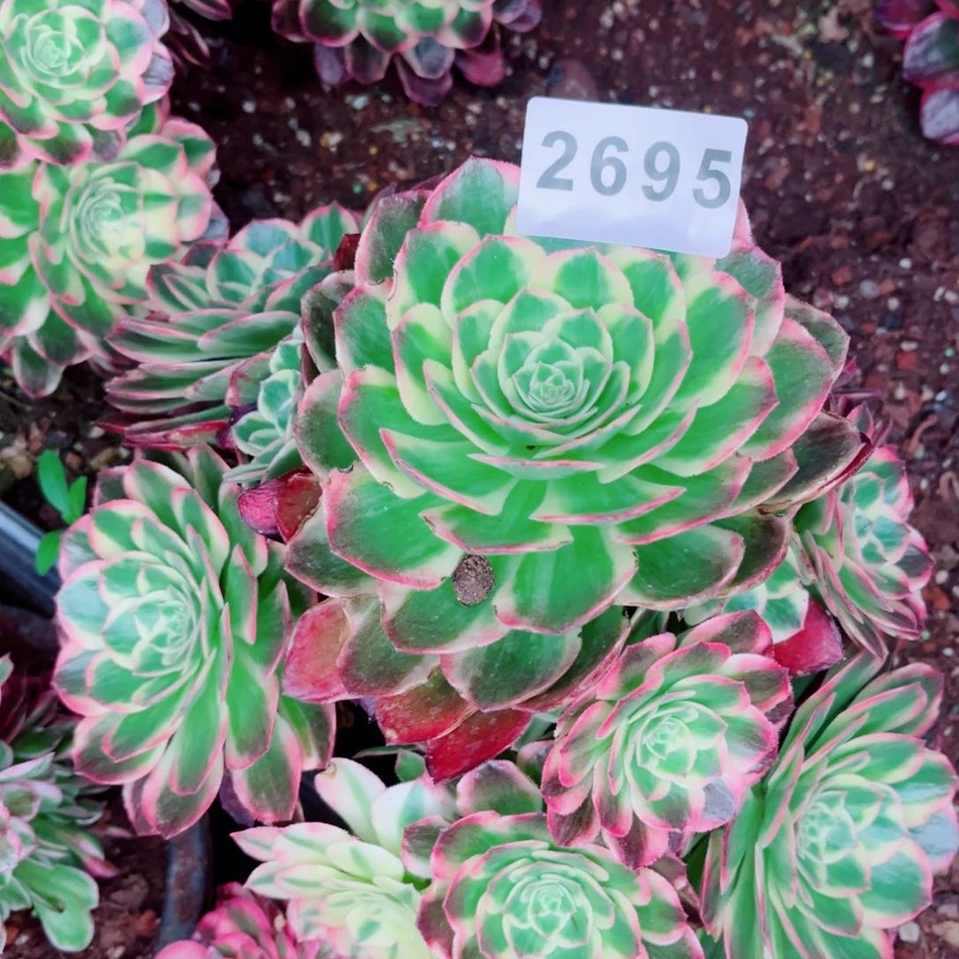 海王多肉发货发货