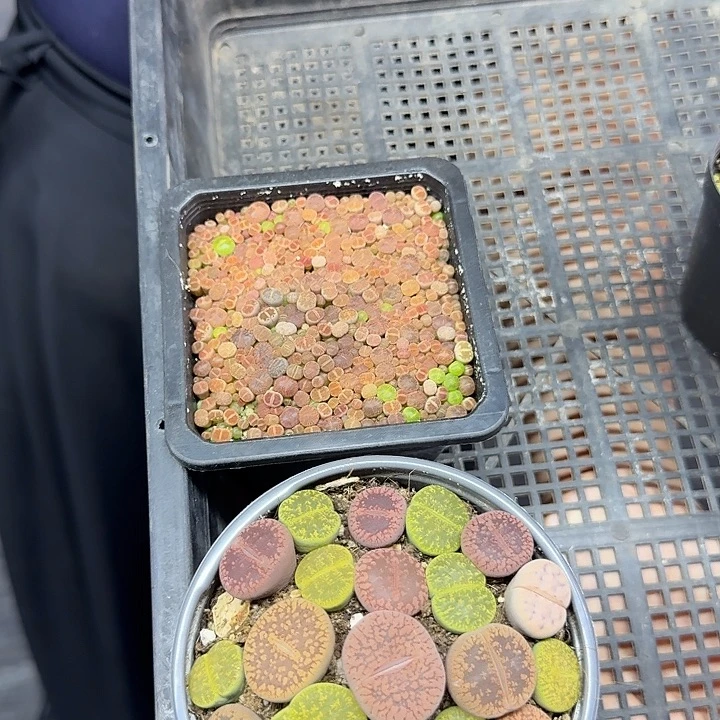 生石花福利一套发货