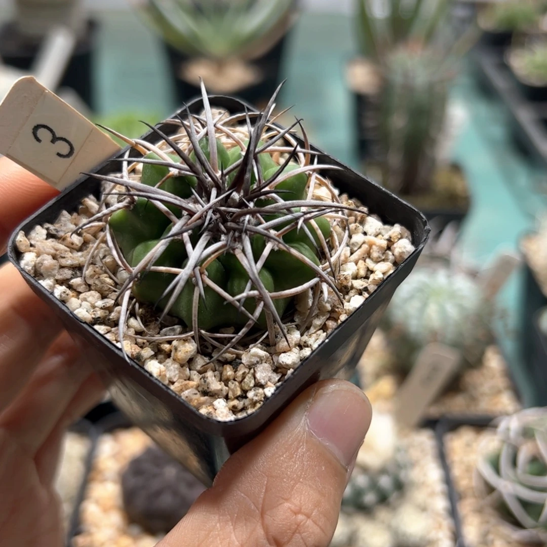 实生圆盘玉 脱土发货多肉