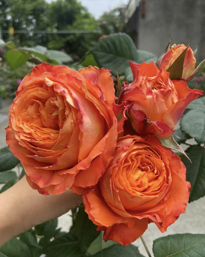 【浪漫橙色】独颗橙色大花月季