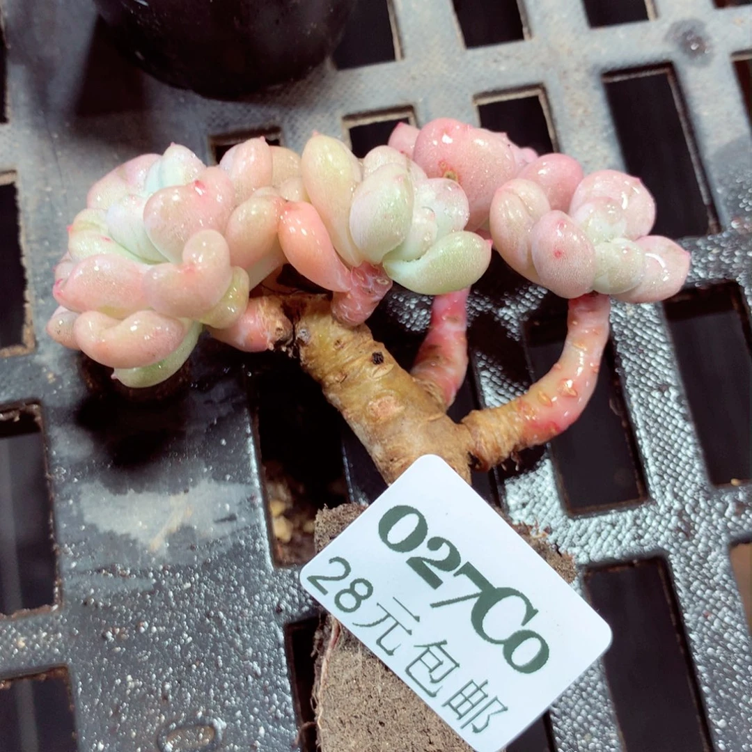 5厘米盆精控多肉027