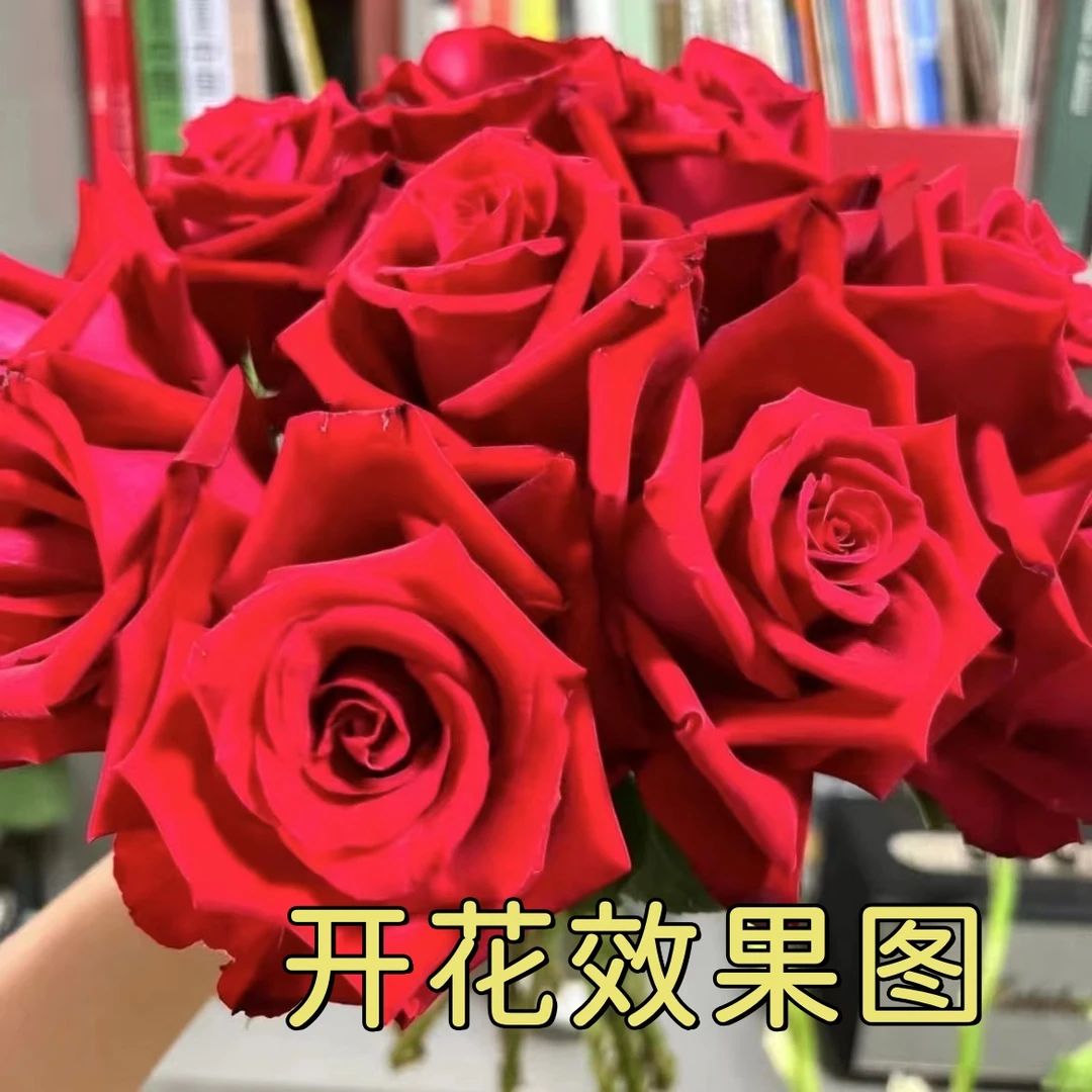 300【红丝绒】+【大花美人】花苞发货月季花苗四季开花浓香庭院阳台