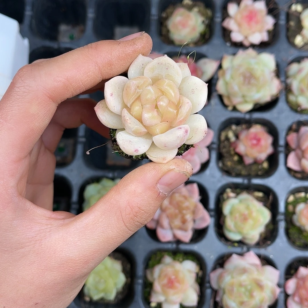 精品多肉一物一拍20-133