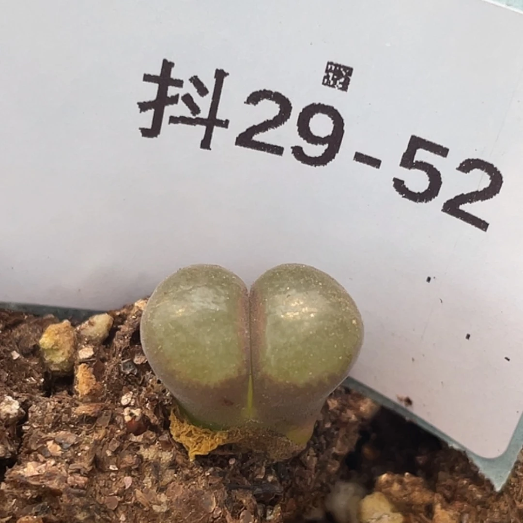 29-52风铃多肉植物