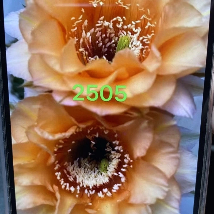 香香2505侧芽4公分左右