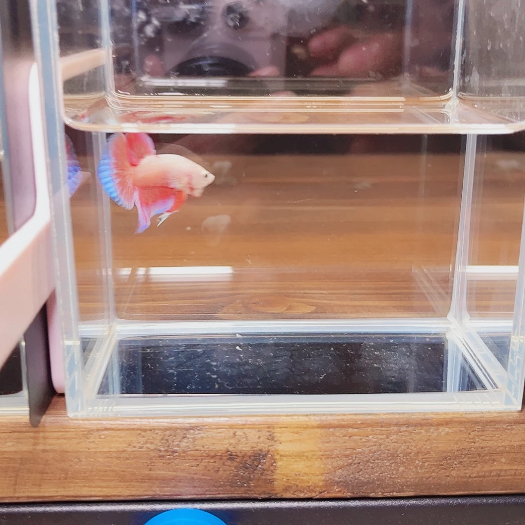 光***o海水鱼宙斯斗鱼竞拍09-26