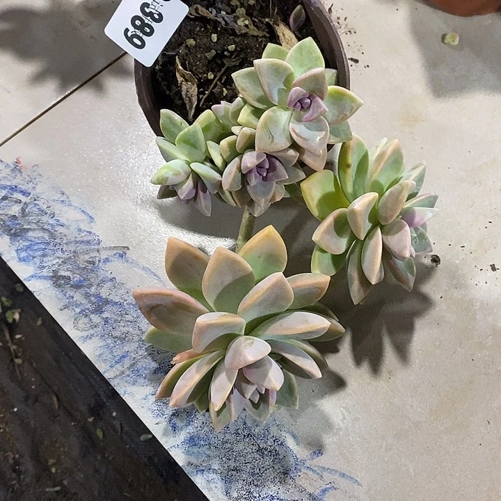 薄***冰389紫雾多肉植物多肉