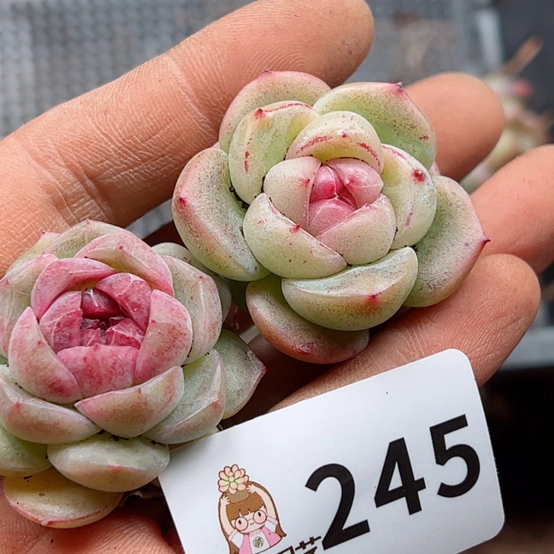 是**呀多肉植物多肉植物