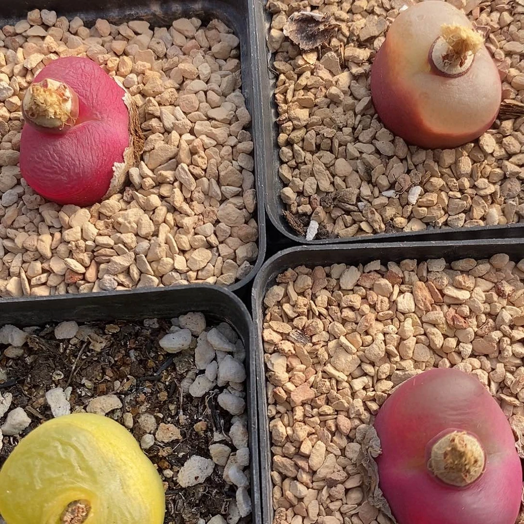 2571四颗母本桃子带盆一组