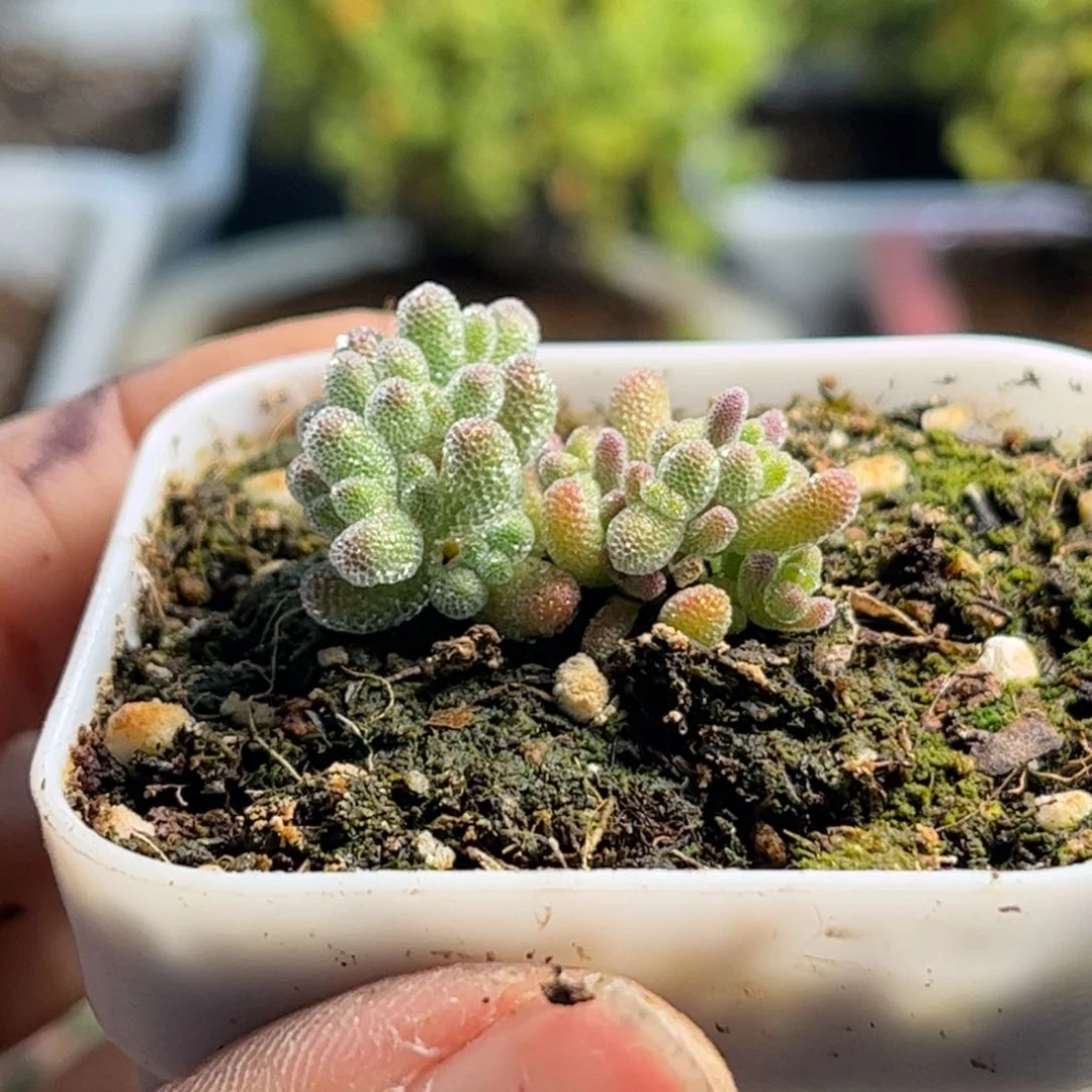 实生冰钻优选枝干