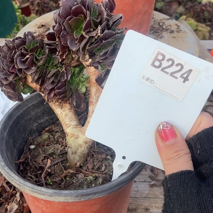 宝***然B224欧紫缀化老庄老员工