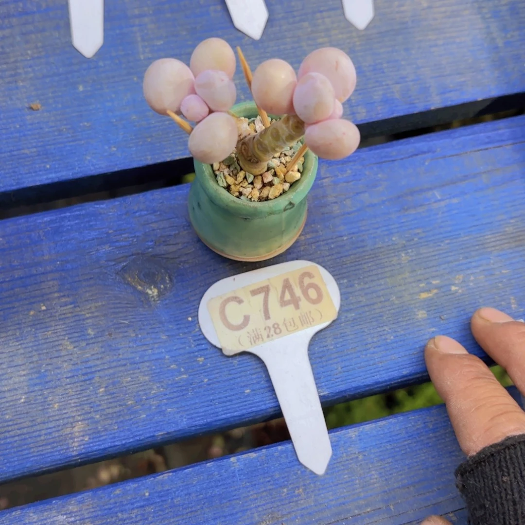 C746水光针一物一拍