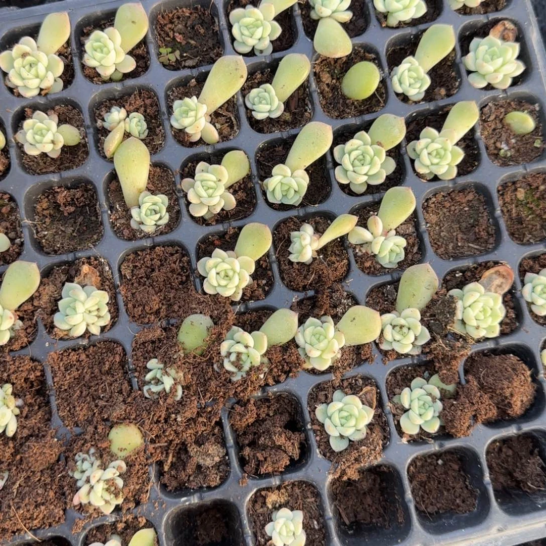 乖张T3 穴5个满25包邮