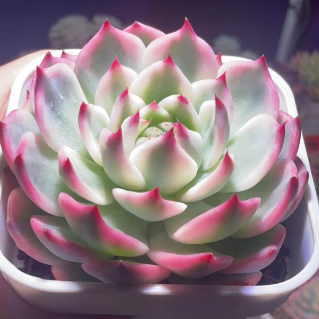 吉娃娃多肉锦盆栽花卉