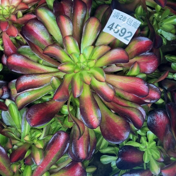 4592南夕阳多肉植物