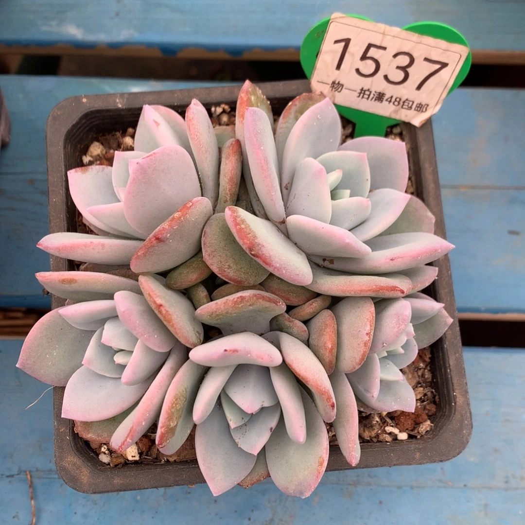 韩版奶茶无砍5头1537