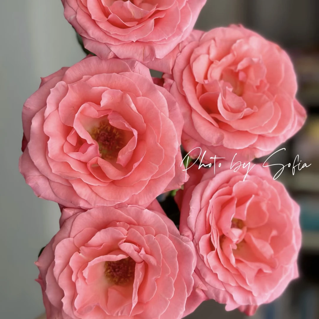 两单包邮！醉梦佳人玫瑰10只（20%不售后）