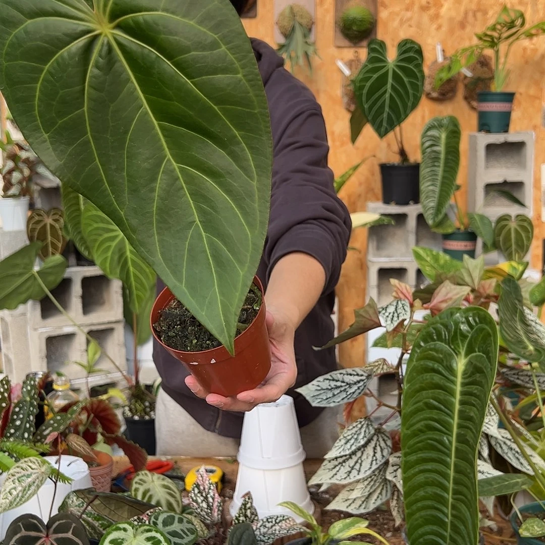 完全开放D25老桩花烛