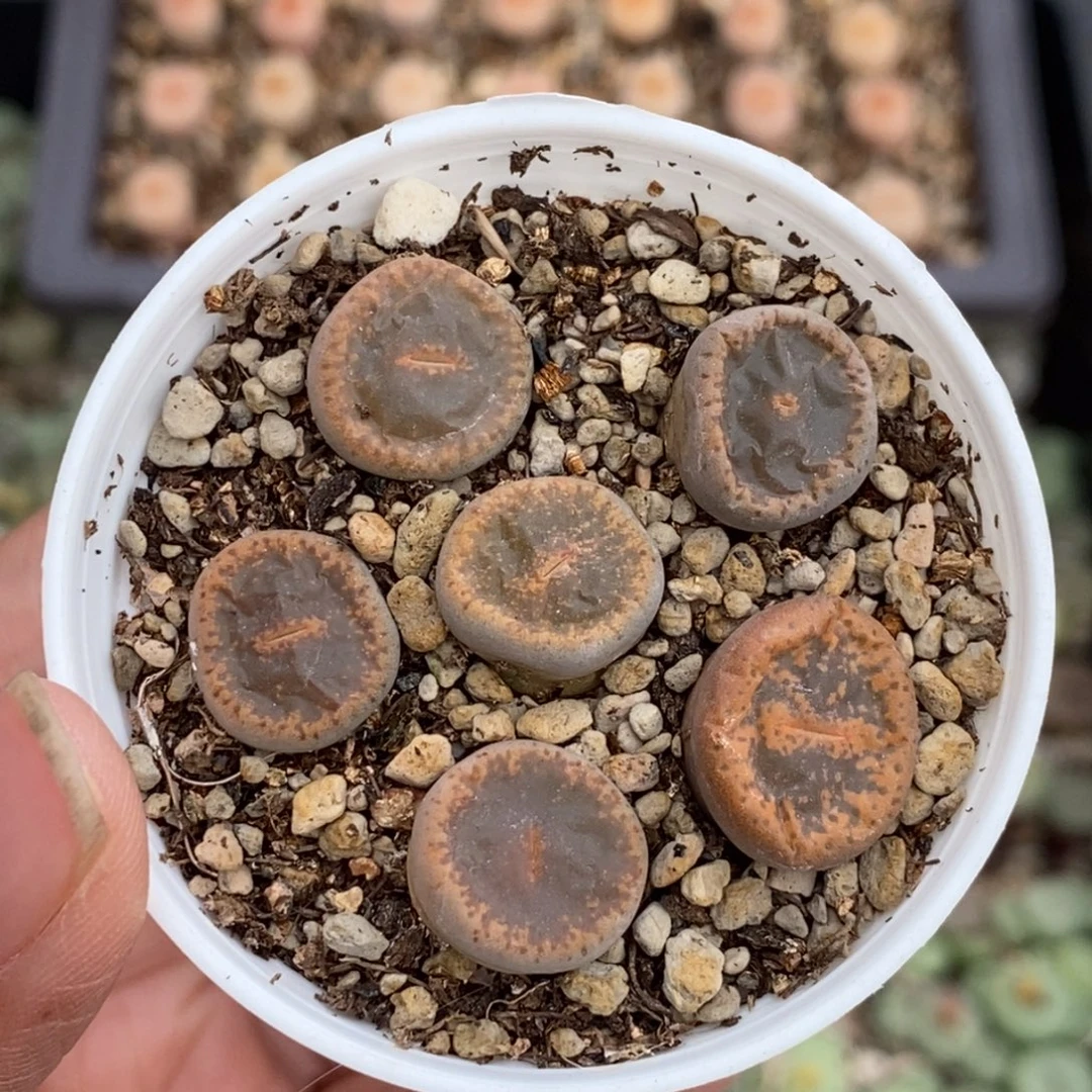 紫薰带盆土发货。。