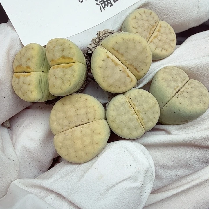 你好忙的嘛现在不144哈哈