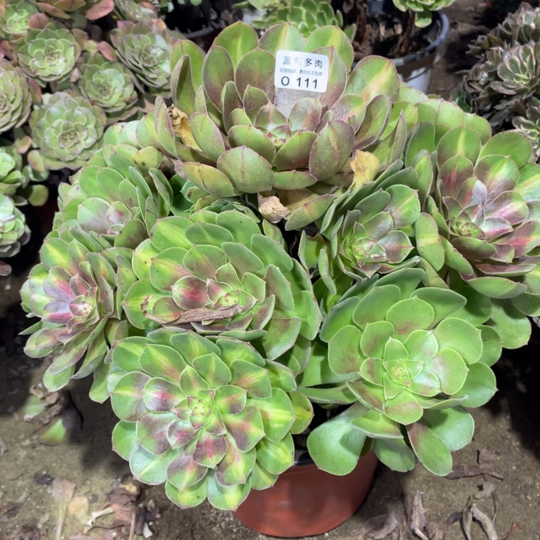 111倾城班中班多肉法师断枝不包