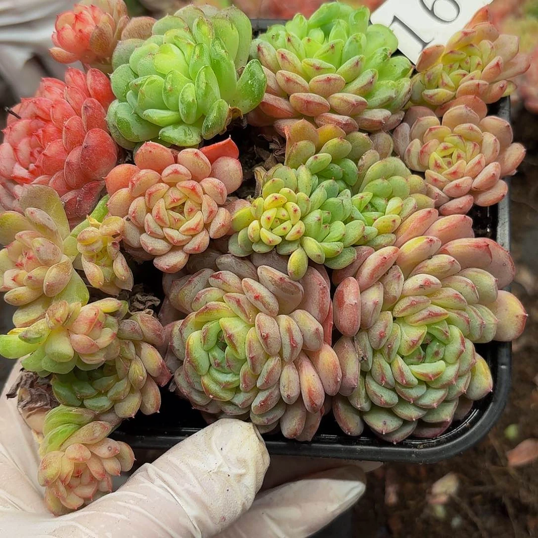 多肉植物多肉植物160